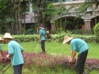 图 南沙区工厂园林绿化养护维护,修剪草坪修剪大树 广州鲜花绿植